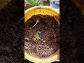 i posted how to propagate crossandra firecracker plant after 4 days baby plants r growing🌱 smi