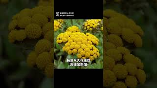 永久花精油：多種功效一網打盡