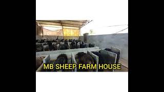 MB FARM HOUSE || SHEEP SALES AND FIGHTS || RANEBENNUR || TAGARU KALAGA || SHEEP FIGHTING ||