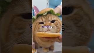 【2ch面白いスレ】マクドナルドをマクドと呼ぶ地方、こんだけだったwwwwww