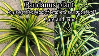 How to Easily Grow Pandanus Plant/Tips And Care/Easy Method To Propagate