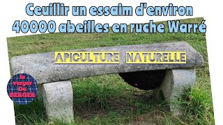 Apiculture naturelle : Ceuillette d'essaim d'abeilles en ruche Warré