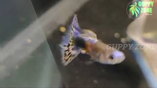 HB Mosaic Blue Koi || Comeing Soon || New Variety || Guppy Zone Calicut.