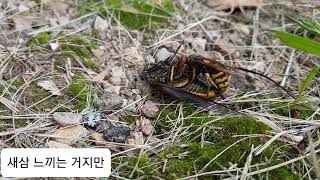 말벌의 매미 사냥