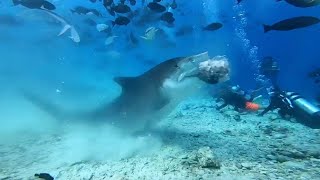 Amazing Close Up View Shows Shark Eating Sailfish