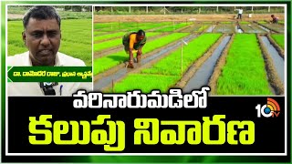 వరినారుమడిలో కలుపు నివారణ | Varilo Kalupu Nivarana | Matti Manishi | 10TV