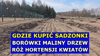 Gdzie Kupić Sadzonki Borówki, Drzew Owocowych, Hortensji, Róży. Polecane Szkółki i Centra Ogrodnicze