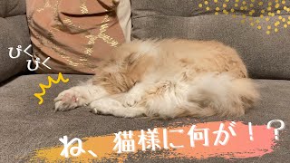 猫さんが夢を見て、 手足がピクピク動いちゃってる動画