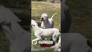 10大猛犬战斗力排名 第一居然是它#猛犬 #犬类 #战斗力 #杜高犬