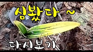 한국춘란 산행/서반복륜 산채