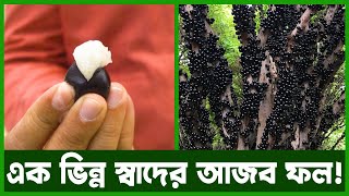 জাবুটিকাবার বাম্পার ফলন বাংলাদেশেই | Agro News Bangla