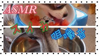 スイカ咀嚼音 ～Sound of eating watermelon～【犬ASMR】