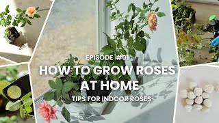 Ep#01 -おへやで育てるばら大全 | ばらの育て方 | HOW TO GROW ROSES | Tips for indoor roses |Japanese rorses WABARA