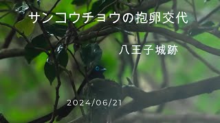 八王子城跡　サンコウチョウ抱卵交代　2024/06/21