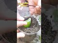 natural rooting hormone cutting_thuja_plant aloevera shorts shortsvideo agriculture_revolution