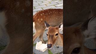 紙食べるな鹿💢奈良公園🦌