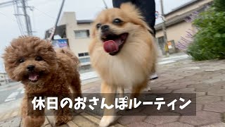 休日のおさんぽルーティン【トイプードル】x【シーズー】【ポメラニアン】x【ペキニーズ】【ミックス犬】