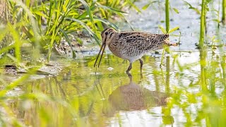 田鷸(Common Snipe) 打地樁式覓食／大園李厝