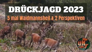 DRÜCKJAGD im Rotwildparadies I 2023 I Jagdkonzept