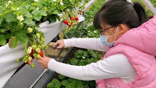 苗栗大湖草莓，春香草莓農場