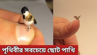 পৃথিবীর সবচেয়ে ছোট পাখির চমকপ্রদ তথ্য // বিশ্বের সবচেয়ে ছোট পাখি // হামিংবার্ড