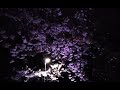 夜桜。 cherry blossoms at night