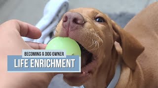 Best Enrichment Activities for Dogs