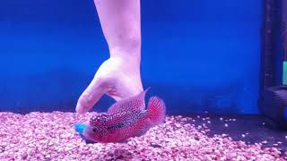 playing with this little Monster, Singapore Farmhouse Aquatics King Super Red Kamfa Irus