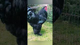 Black Brahma Chicks | Black Brahma #shorts #short #viral #brahma #chicken #chicks