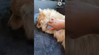 WHEN YOUR DOG SHEDS LIKE CRAZY - ODDLY SATISFYING WATCH TILL THE END.