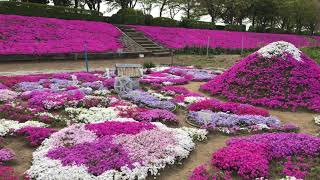 【相模川芝ざくらまつり (4K)】 神奈川県 相模原市 April.11.2018 Moss phlox