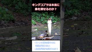 キングコブラは本当に象を倒せるのか？