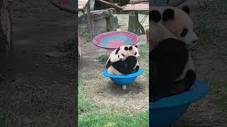 First day of school | 大熊猫开学第一天！莽辰辰和奇珍奇宝 #panda  #パンダ #팬더 #大熊猫