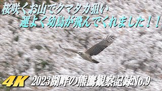 【クマタカの幼鳥、開花した山桜の前を飛ぶ！！】2023年湖畔のクマタカ観察記録No.9