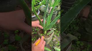 Cut aloe vera branches properly - Does not harm the plant, does not damage the gel #shorts