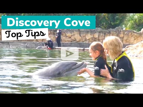 DISCOVERY COVE: What to Know Before You Go DISCOVERY COVE: What to Know Before You Go