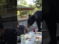 Black bear crashes family picnic in Mexico #bear