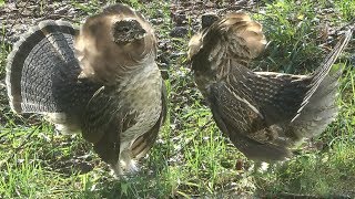 Perdrix - Partridge : Gélinotte Huppée  - Quebec Canada