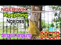 Pancingan Kecial Kuning Ngeriwik Langsung Ngeplong || Dengerin Agar Cepat Gacor Ngejoss