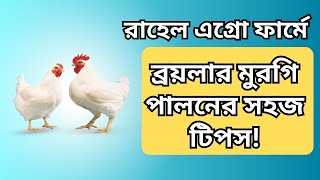 রাহেল এগ্রো ফার্মে ব্রয়লার মুরগি পালনের সহজ টিপস!