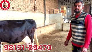 1 ਫਾਰਮ ਦੀ ਸਸਤੇ ਮੁੱਲ ਚ ਗਾ ਵਿਕਾਉ- one cow for sale (31-1-2025)#brardairyfarmmoga