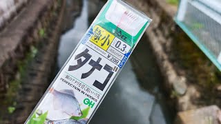 用水路の行き止まりで釣りしてみると、想定外の川魚が釣れた！