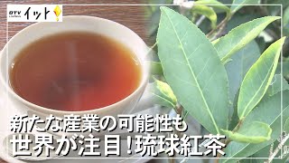 世界が注目！「琉球紅茶」新たな産業の可能性も（沖縄テレビ）2022/3/3