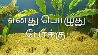 எனது பொழுது போக்கு (மீன் வளர்ப்பு)