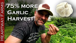 How to Grow 75% More Garlic! Pro tips for the BEST Hard-neck Garlic + Garlic Scapes Recipes!