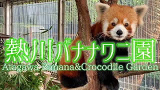 熱川バナナワニ園(東伊豆町）Atagawa Banana\u0026Crocodile Garden