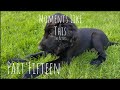 *moments like this* dog mep look in description 30 40 parts taken