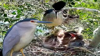 Black crowned baby birds come to see their mother