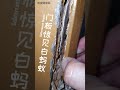 门板发现白蚂蚁 termite in the door