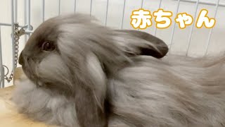 うさぎの赤ちゃんをお迎えしました #2